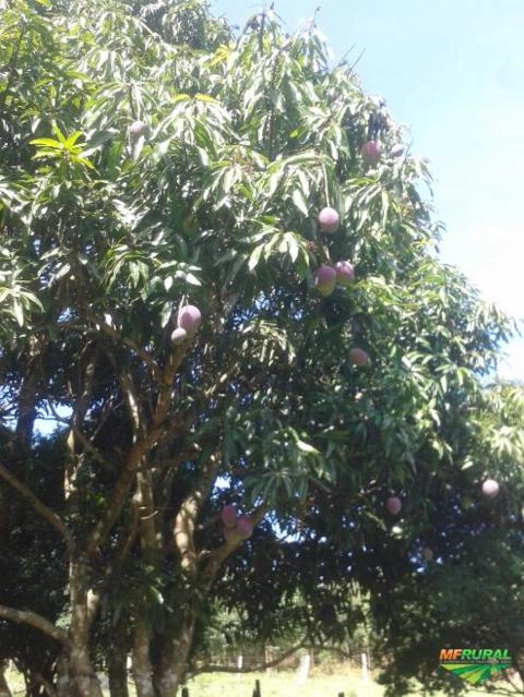 Imagem Jabuticabeiras e Frutíferas Adultas Imagem Jabuticabeiras e Frutíferas Adultas