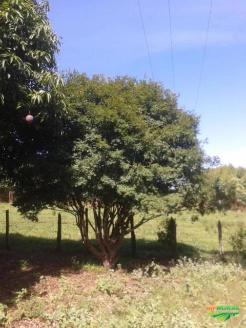 Imagem Jabuticabeiras e Frutíferas Adultas Imagem Jabuticabeiras e Frutíferas Adultas