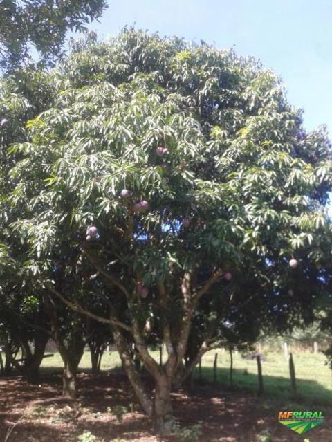 Imagem Jabuticabeiras e Frutíferas Adultas Imagem Jabuticabeiras e Frutíferas Adultas