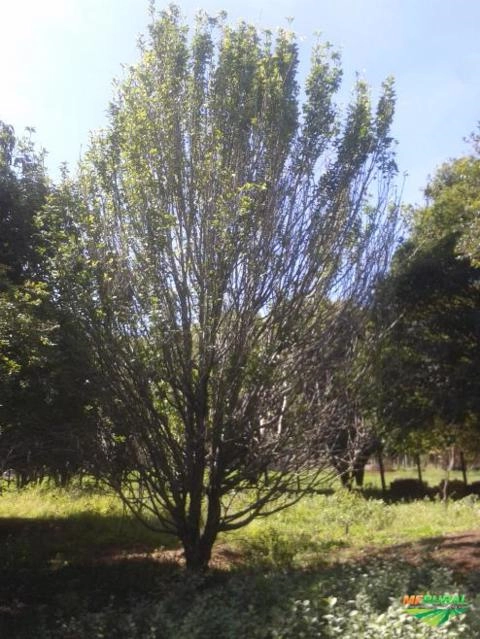Imagem Jabuticabeiras e Frutíferas Adultas Imagem Jabuticabeiras e Frutíferas Adultas