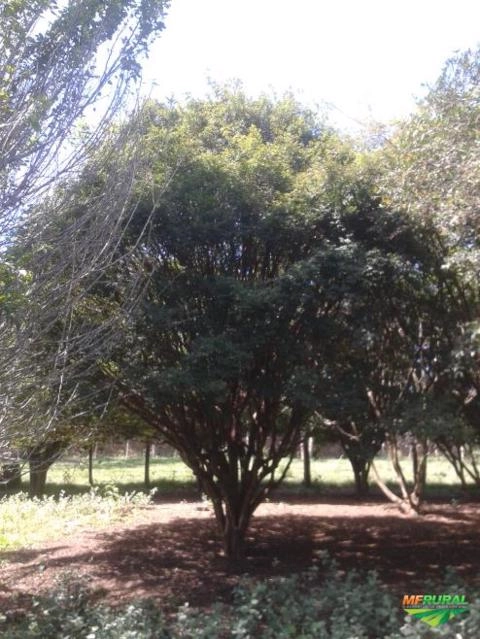 Imagem Jabuticabeiras e Frutíferas Adultas Imagem Jabuticabeiras e Frutíferas Adultas