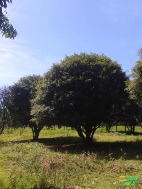 Imagem Jabuticabeiras e Frutíferas Adultas Imagem Jabuticabeiras e Frutíferas Adultas