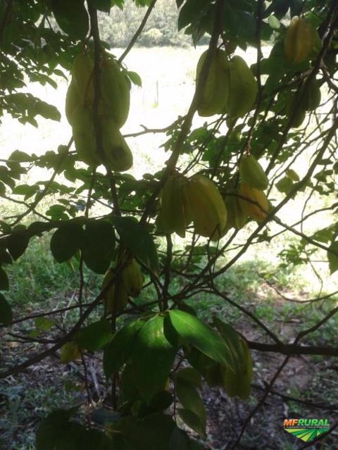 Imagem Jabuticabeiras e Frutíferas Adultas Imagem Jabuticabeiras e Frutíferas Adultas