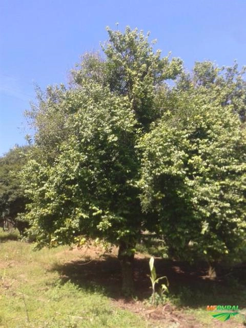 Imagem Jabuticabeiras e Frutíferas Adultas Imagem Jabuticabeiras e Frutíferas Adultas