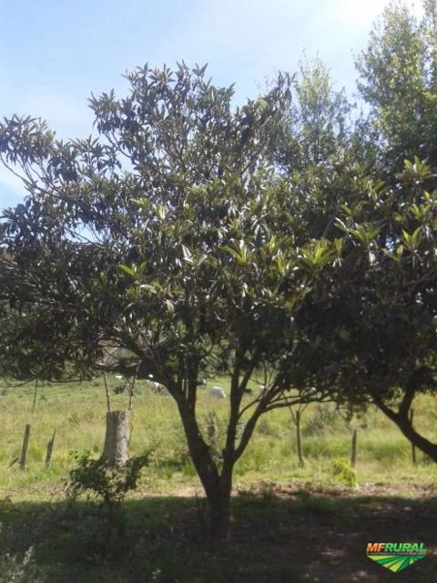 Imagem Jabuticabeiras e Frutíferas Adultas Imagem Jabuticabeiras e Frutíferas Adultas