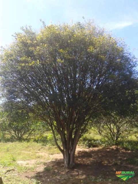 Imagem Jabuticabeiras e Frutíferas Adultas Imagem Jabuticabeiras e Frutíferas Adultas
