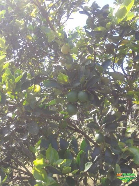 Imagem Jabuticabeiras e Frutíferas Adultas Imagem Jabuticabeiras e Frutíferas Adultas