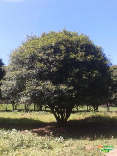 Imagem Jabuticabeiras e Frutíferas Adultas Imagem Jabuticabeiras e Frutíferas Adultas