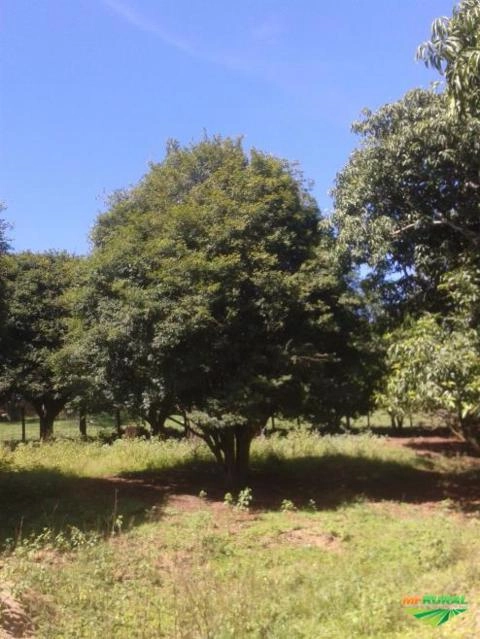 Imagem Jabuticabeiras e Frutíferas Adultas Imagem Jabuticabeiras e Frutíferas Adultas