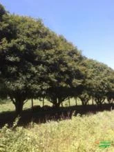 Jabuticabeiras e Frutíferas Adultas