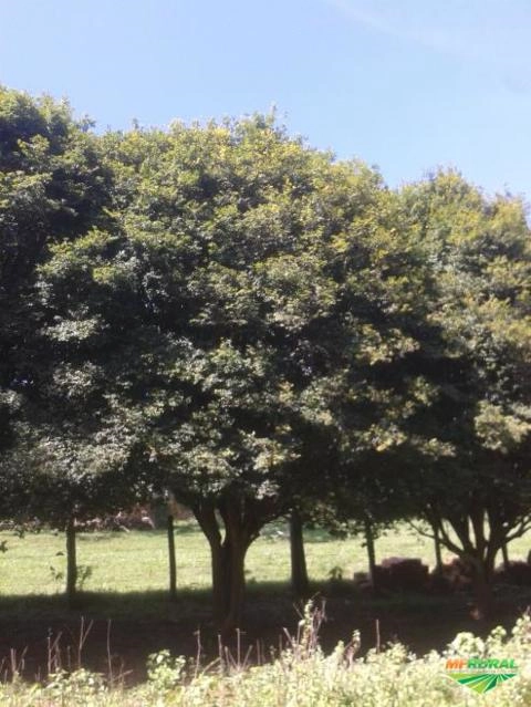 Imagem Jabuticabeiras e Frutíferas Adultas Imagem Jabuticabeiras e Frutíferas Adultas
