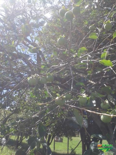 Imagem Jabuticabeiras e Frutíferas Adultas Imagem Jabuticabeiras e Frutíferas Adultas