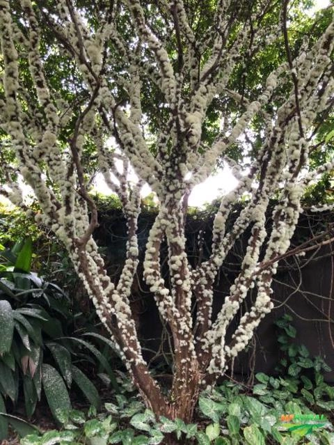 Imagem Jabuticabeiras e Frutíferas Adultas Imagem Jabuticabeiras e Frutíferas Adultas