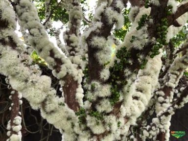 Imagem Jabuticabeiras e Frutíferas Adultas Imagem Jabuticabeiras e Frutíferas Adultas