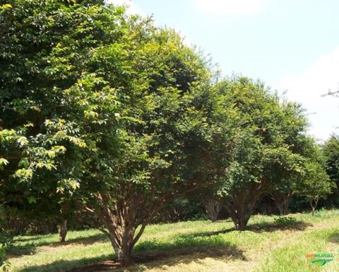 Imagem Jabuticabeiras e Frutíferas Adultas Imagem Jabuticabeiras e Frutíferas Adultas