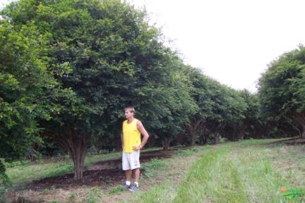 Imagem Jabuticabeiras e Frutíferas Adultas Imagem Jabuticabeiras e Frutíferas Adultas