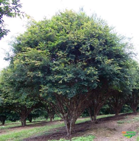 Imagem Jabuticabeiras e Frutíferas Adultas Imagem Jabuticabeiras e Frutíferas Adultas