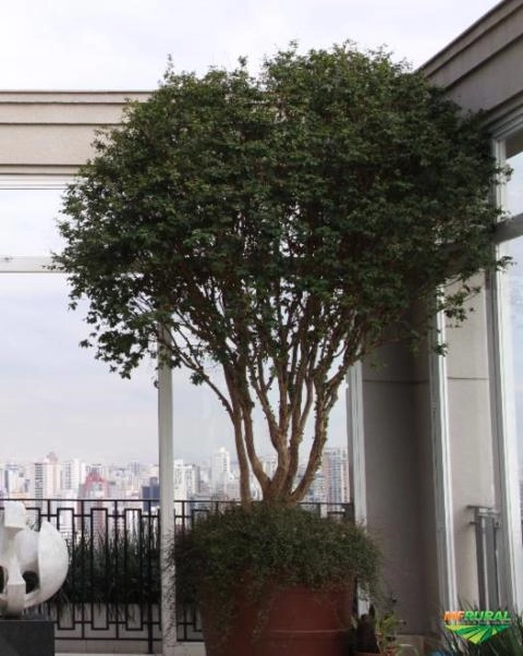 Imagem Jabuticabeiras e Frutíferas Adultas Imagem Jabuticabeiras e Frutíferas Adultas