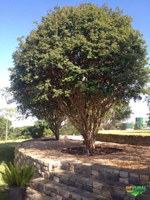 Imagem Jabuticabeiras e Frutíferas Adultas Imagem Jabuticabeiras e Frutíferas Adultas