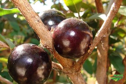 Imagem Jabuticabeiras e Frutíferas Adultas Imagem Jabuticabeiras e Frutíferas Adultas