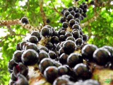 Imagem Jabuticabeiras e Frutíferas Adultas Imagem Jabuticabeiras e Frutíferas Adultas