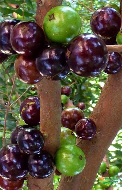 Imagem Jabuticabeiras e Frutíferas Adultas Imagem Jabuticabeiras e Frutíferas Adultas