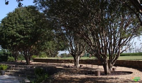 Imagem Jabuticabeiras e Frutíferas Adultas Imagem Jabuticabeiras e Frutíferas Adultas