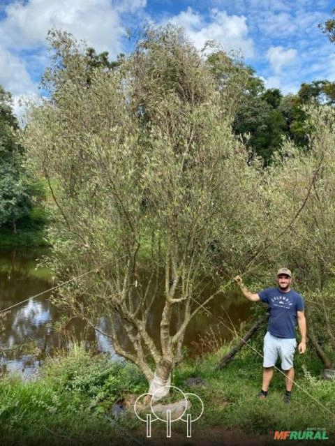 Oliveiras Imagem Oliveiras