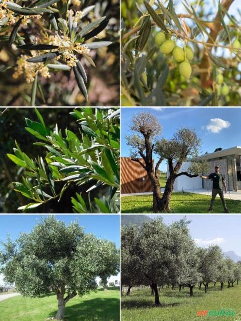 Imagem Oliveiras Centenárias Imagem Oliveiras Centenárias