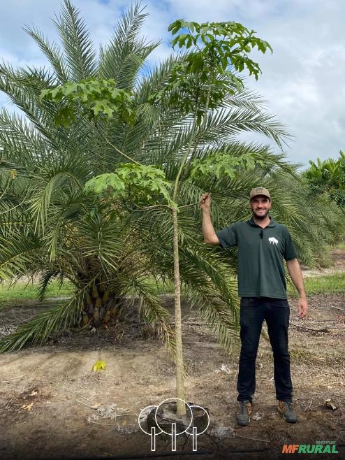 Árvores-de-fogo-de-Illawarra Imagem Árvores-de-fogo-de-Illawarra