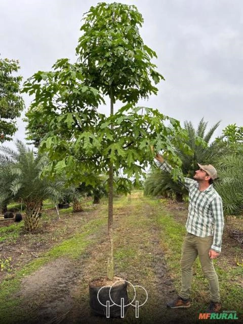 Imagem Árvores-de-fogo-de-Illawarra Imagem Árvores-de-fogo-de-Illawarra