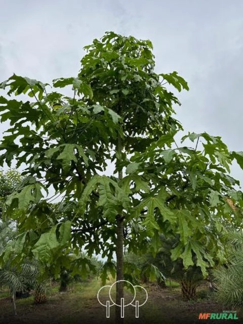 Imagem Árvores-de-fogo-de-Illawarra Imagem Árvores-de-fogo-de-Illawarra