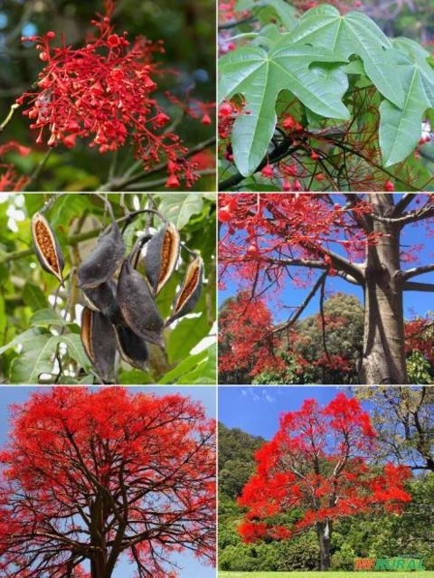 Imagem Árvores-de-fogo-de-Illawarra Imagem Árvores-de-fogo-de-Illawarra