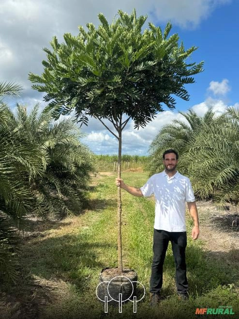 Árvores-samambaias Imagem Árvores-samambaias