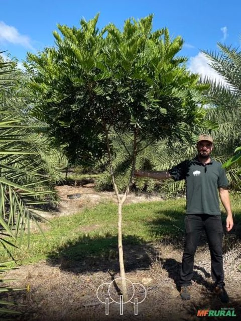 Imagem Árvores-samambaias Imagem Árvores-samambaias