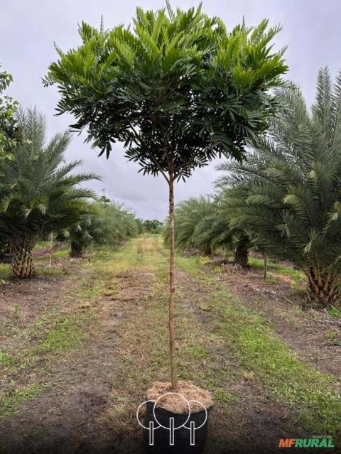 Imagem Árvores-samambaias Imagem Árvores-samambaias