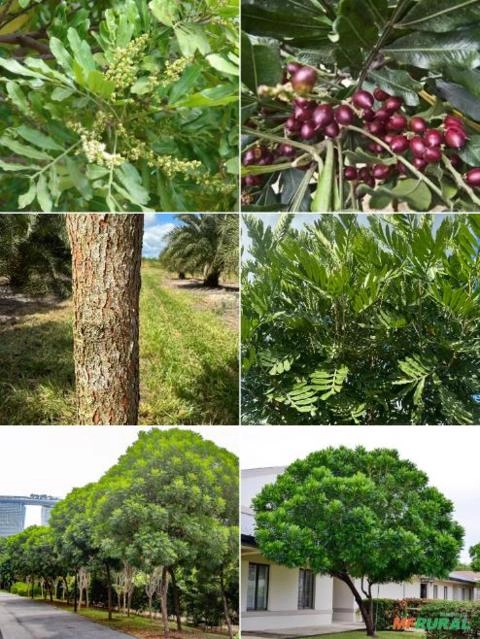 Imagem Árvores-samambaias Imagem Árvores-samambaias