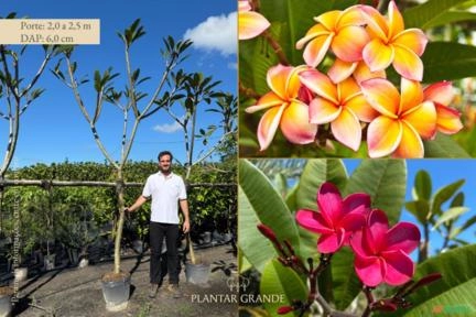 Jasmim-manga Imagem Jasmim-manga