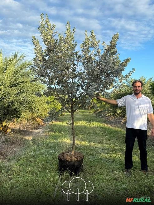 Mangue-de-botão (Prateado) Imagem Mangue-de-botão (Prateado)