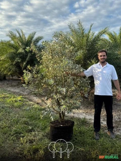 Imagem Mangue-de-botão (Prateado) Imagem Mangue-de-botão (Prateado)