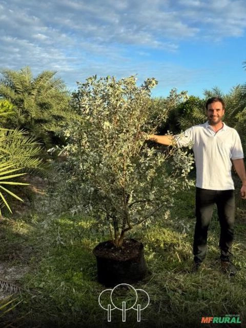 Imagem Mangue-de-botão (Prateado) Imagem Mangue-de-botão (Prateado)