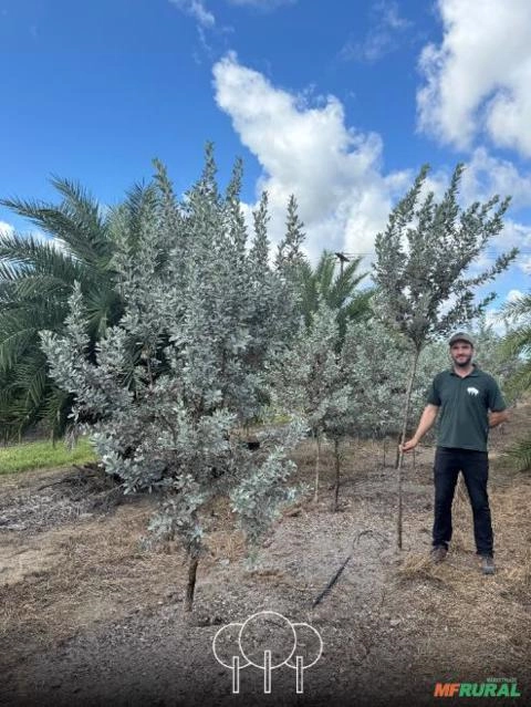 Imagem Mangue-de-botão (Prateado) Imagem Mangue-de-botão (Prateado)