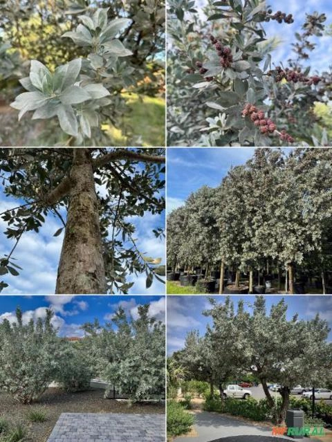 Imagem Mangue-de-botão (Prateado) Imagem Mangue-de-botão (Prateado)