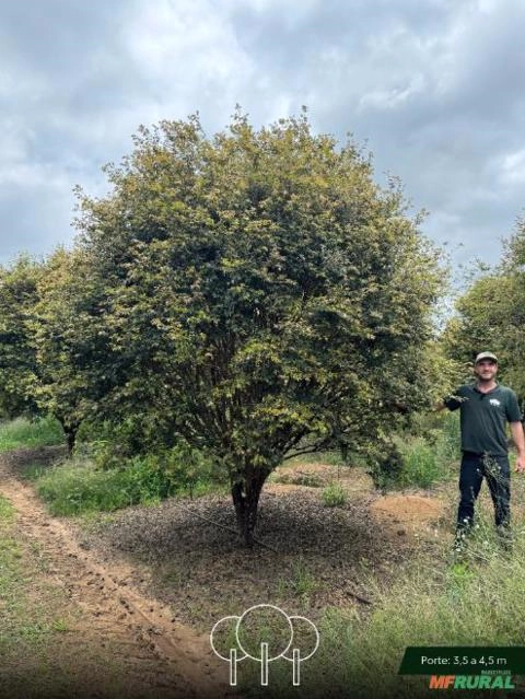 Jabuticabeira-sabará Imagem Jabuticabeira-sabará