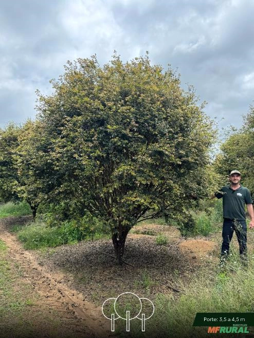 Jabuticabeira-sabará Imagem Jabuticabeira-sabará