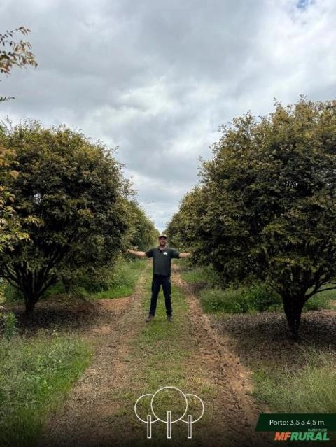 Imagem Jabuticabeira-sabará Imagem Jabuticabeira-sabará