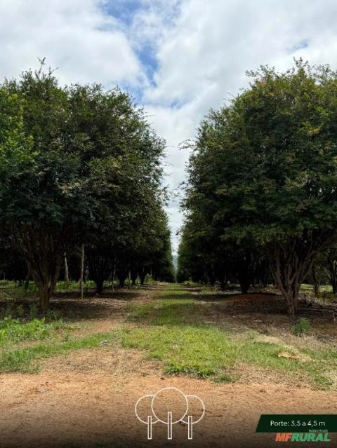 Imagem Jabuticabeira-sabará Imagem Jabuticabeira-sabará