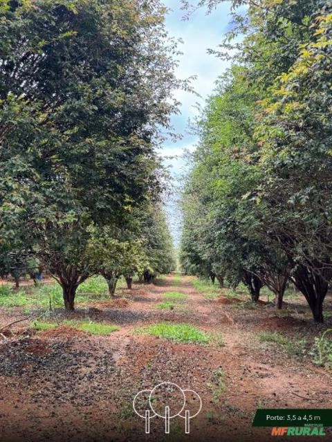 Imagem Jabuticabeira-sabará Imagem Jabuticabeira-sabará