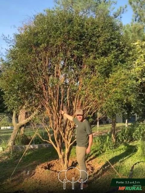 Imagem Jabuticabeira-sabará Imagem Jabuticabeira-sabará