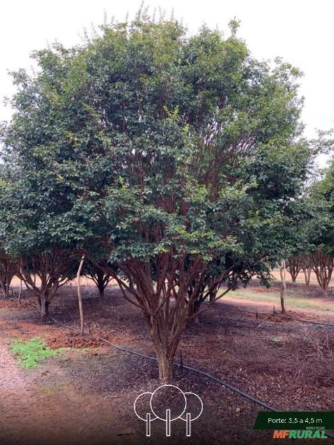 Imagem Jabuticabeira-sabará Imagem Jabuticabeira-sabará